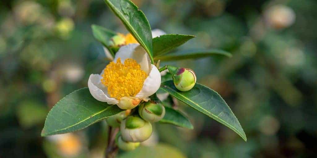Flor, folhas e sementes de Camellia sinensis