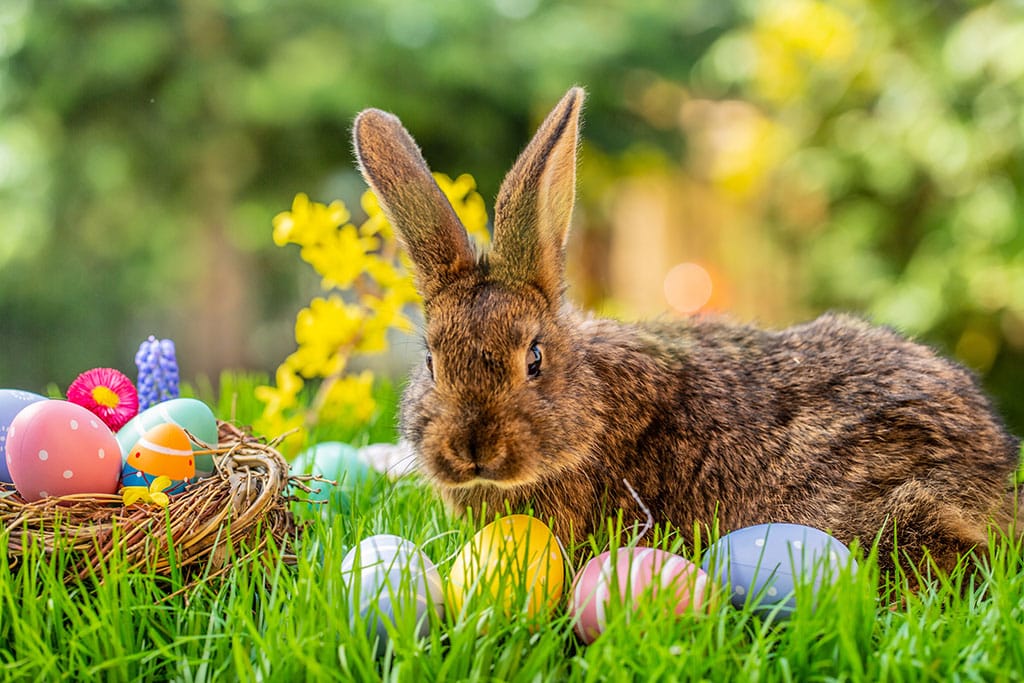 Um coelho e ovos decorados sobre um jardim.